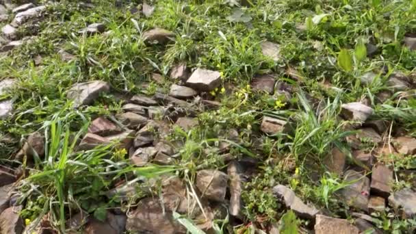 Rumex Obtusifolius Vulgarmente Conhecido Como Folhas Doca Amarga Região Himalaia — Vídeo de Stock