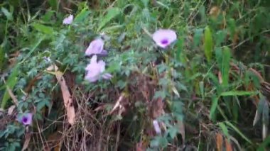 Ipomoea cairica, yaygın olarak bilinen adıyla dakikada bir mil asma ya da mor çiçekli zafer sarmaşığı. Uttarakhand Hindistan.
