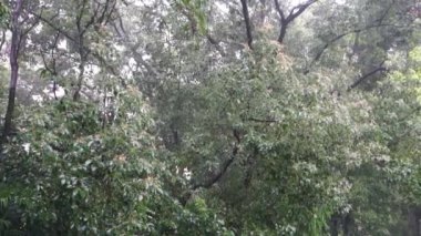 Tropik Muson Sağanağı: Uttarakhand, Hindistan 'da Şiddetli Yağmurun Panoramik Vuruşu