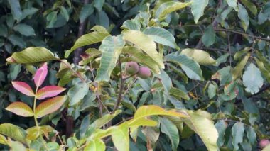 Canlı Çiğ Ceviz: Hindistan 'ın Himachal Pradesh kentindeki Lush Green Tree' de asılı renkli tohumlar. Doğanın Ödülü, Organik Hasat