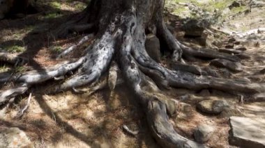 Deodar sedir ağacı kökü Himachal Pradesh orman zeminine yayılıyor, Hindistan.
