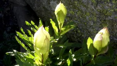 Kutsal Brahma Kamal (Saussure a obvallata), saygı duyulan Himalaya çiçeği, Kinner Kailash Yatra, Himachal Pradesh, Hindistan.