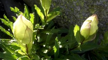 Kutsal Brahma Kamal (Saussure a obvallata), saygı duyulan Himalaya çiçeği, Kinner Kailash Yatra, Himachal Pradesh, Hindistan.