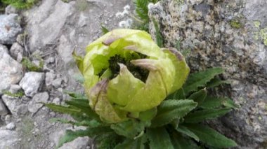 Kutsal Brahma Kamal (Saussure a obvallata), saygı duyulan Himalaya çiçeği, Kinner Kailash Yatra, Himachal Pradesh, Hindistan.