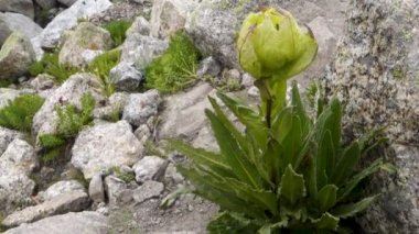 Kutsal Brahma Kamal (Saussure a obvallata), saygı duyulan Himalaya çiçeği, Kinner Kailash Yatra, Himachal Pradesh, Hindistan.