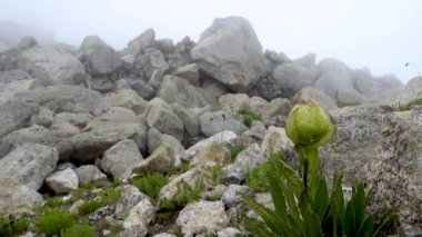 Kutsal Brahma Kamal (Saussure a obvallata), saygı duyulan Himalaya çiçeği, Kinner Kailash Yatra, Himachal Pradesh, Hindistan.