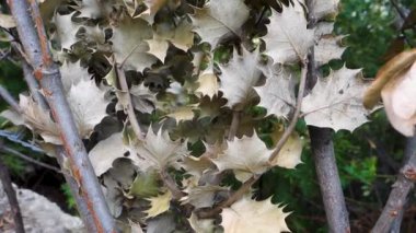 Himachal Pradesh, Hindistan 'da kurutulmuş Kermes meşesi yaprakları (Quercus coccifera)