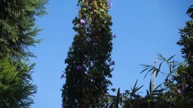 Ipomoea cairica, yaygın olarak bilinen adıyla dakikada bir mil asma ya da mor çiçekli zafer sarmaşığı. Uttarakhand Hindistan.