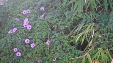 Ipomoea cairica, yaygın olarak bilinen adıyla dakikada bir mil asma ya da mor çiçekli zafer sarmaşığı. Uttarakhand Hindistan.