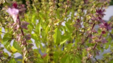 Tulsi bitkisi olarak da adlandırılan fesleğen bitkisinin yakın plan çekimi. Yeni çiçekler ve tohumlar çıkıyor. Bu bitki Hindu Dini 'nde kutsal kabul edilir..