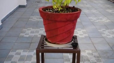 Fesleğen bitkisinin yakından çekilmiş bir fotoğrafı. Ayrıca Hint evindeki kırmızı bir çamur tenceresinde bulunan Tulsi bitkisi. Bu bitki Hindu Din 'inde kutsal kabul edilir..
