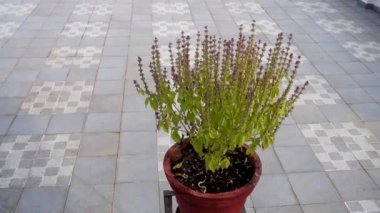 Fesleğen bitkisinin yakından çekilmiş bir fotoğrafı. Ayrıca Hint evindeki kırmızı bir çamur tenceresinde bulunan Tulsi bitkisi. Bu bitki Hindu Din 'inde kutsal kabul edilir..