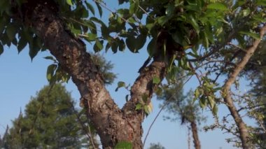 Prunus avium ağacı yaprakları, yaygın olarak yabani kiraz, tatlı kiraz, gean veya kuş kirazı olarak adlandırılır. Himalaya bölgesi Uttarakhand.