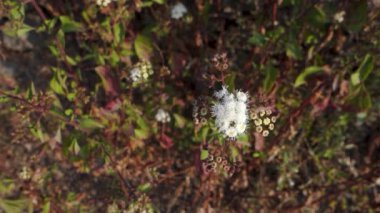 Ageratum conyzoides genellikle beyaz çiçekli ve yapraklı Billy Keçi Otu bitkisi olarak bilinir. Uttarakhand Hindistan.