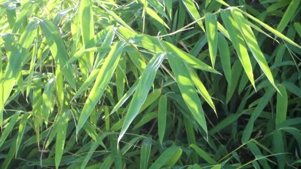 Bambusblätter Bambusa Tulda Oder Indischer Holzbambus Wird Als Eine Der — Stockvideo