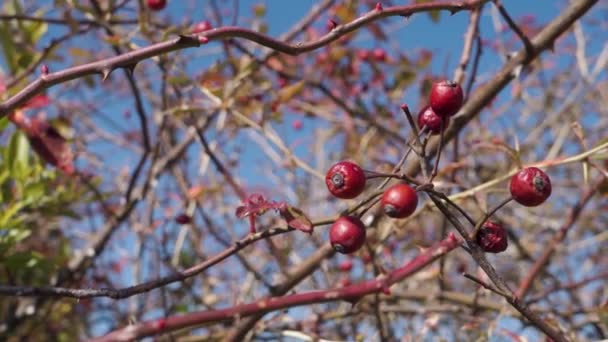 Bagas Comestíveis Vermelhas Rosa Gallica Rosa Francesa Encontrada Região Selvagem — Vídeo de Stock