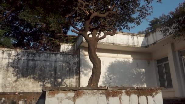 Hamelia Patcht Einen Kleinen Baum Mit Orangen Blüten Uttarakhand Indien — Stockvideo