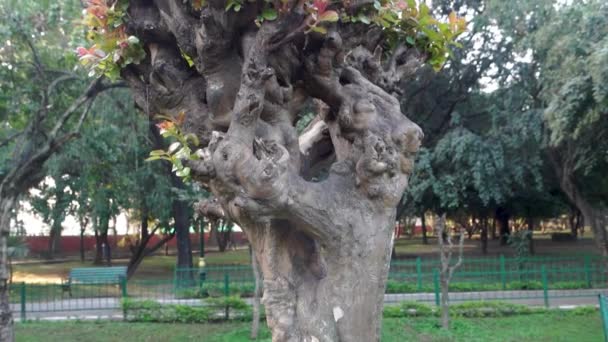 Людвігія Відновлює Декоративну Рослину Індійському Парку Уттаракханд Індія Звичайне Повзуча — стокове відео