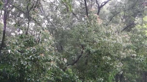 Tropische Moessonregenbui Panoramische Opname Van Zware Regenval Uttarakhand India — Stockvideo