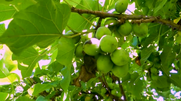 Detailní Záběr Sonneratia Caseolaris Běžně Známý Jako Jablko Mangrovníku Květiny — Stock video
