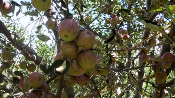 ロイヤルレッドリンゴ キンナウル地区の蘭 ヒマハルプラデシュを愛するリンゴの集団 クリスプ オーチャード — ストック動画