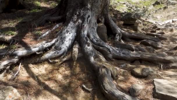 Deodar Cedr Kořen Stromu Šíří Přes Himachal Pradesh Lesní Dno — Stock video