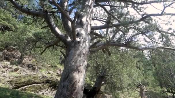 Cèdre Géant Deodar Dans Forêt Himachal Pradesh Avec Nouvelles Tiges — Video