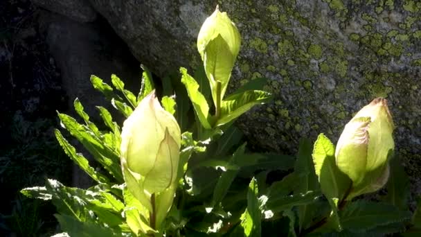 Священна Брахма Камал Sussurea Vallata Шанована Гімалайська Квітка Kinner Kailash — стокове відео