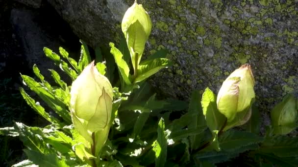 Sacred Brahma Kamal Saussurea Obvallata Venerada Flor Del Himalaya Kinner — Vídeo de stock