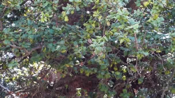 Kermes Oak Yaprakları Quercus Coccifera Himachal Pradesh Hindistan Ormanında — Stok video