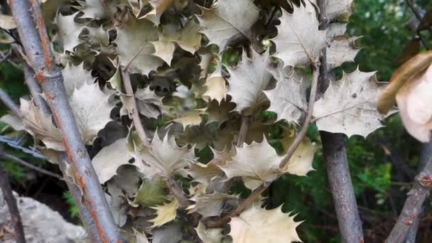 Folhas Carvalho Kermes Secas Quercus Coccifera Himachal Pradesh Índia — Vídeo de Stock