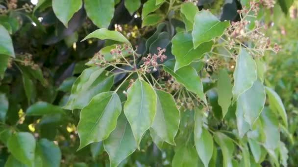 Folhas Sementes Cinnamomum Canphora Comumente Conhecido Como Cânfora Uttarakhand Índia — Vídeo de Stock