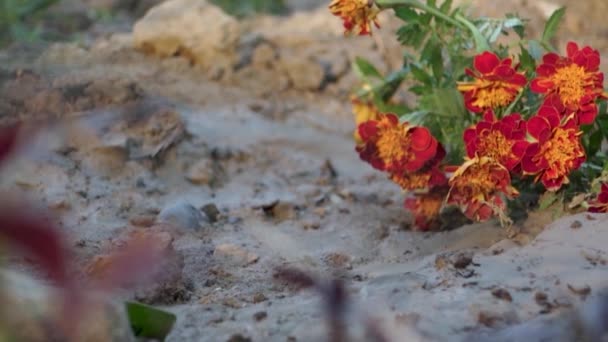 Hint Bahçe Güzelliği Kırmızı Marigold Çiçek Bitkisinin Düşük Açılı Sinema — Stok video