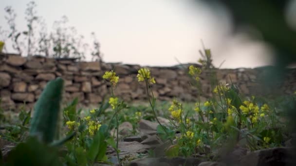 라파에 Rapeseed Oilseed Rape 은밝은 노란색의 꽃으로 씨앗을 재배하며 자연적으로 — 비디오