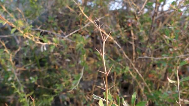 Close Shot Thorns Acacia Plant India — Stock Video