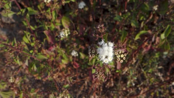 Ageratum Conyzoides Είναι Κοινώς Γνωστό Φυτό Αγριοκάτσικου Λευκά Άνθη Και — Αρχείο Βίντεο