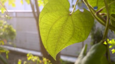 Dioscorea batatas (Igname de Chine) yaprakları ve sarmaşığı yakından çek. Hint bahçesindeki bahçeye tırmanma bitkileri..