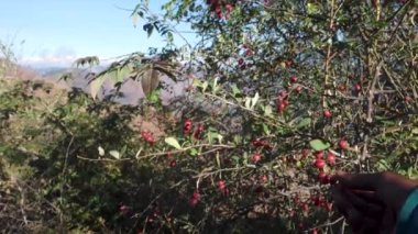 Rosa Gallica 'nın kırmızı yenilebilir meyveleri, Fransız gülü, Uttarakhand' ın vahşi Himalaya bölgesinde bulundu..