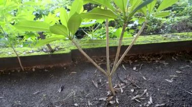 Hindistan 'da genellikle şampanya ağacı olarak bilinen Magnolia Champaca' nın yol kenarı çiftliği. Rajpur Raod, Dehradun Hindistan.