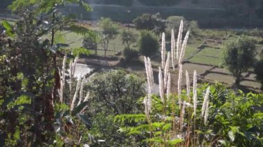 Kogongrass: Imperata silindiri Himalaya Sun, Uttarakhand, Hindistan 'da parlıyor.