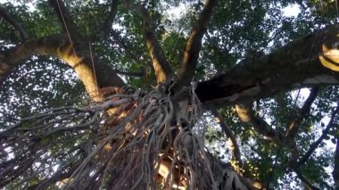 Ficus benghalensis, Banyan ağacının pervane köklerinden izole edilmiş bir görüntü. Uttarakhand Hindistan.