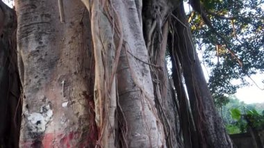 Ficus religiosa ağaç gövdesinin yakın plan bir görüntüsü. Ayrıca bodhi ağacı, pippala ağacı, peepul ağacı, dikiz ağacı veya ashwattha ağacı olarak da bilinir (Hindistan ve Nepal 'de).).