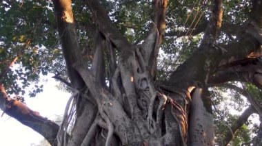 Ficus religiosa ağaç gövdesinin yakın plan bir görüntüsü. Ayrıca bodhi ağacı, pippala ağacı, peepul ağacı, dikiz ağacı veya ashwattha ağacı olarak da bilinir (Hindistan ve Nepal 'de).).