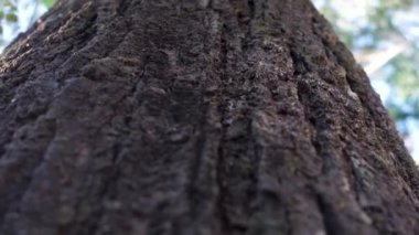 Büyük bir Neem ağaç gövdesinin yukarı doğru görüntüsü. Detaylı bir kabuğu var. Uttarakhand Hindistan.