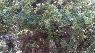 Kermes Oak yaprakları (Quercus coccifera) Himachal Pradesh, Hindistan ormanında