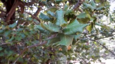 Kermes Oak yaprakları (Quercus coccifera) Himachal Pradesh, Hindistan ormanında