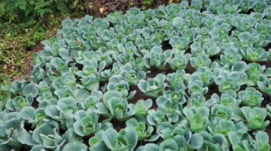 Organik olarak yetiştirilmiş Karnabahar, Uttarakhand Hindistan tepelerinde Brassica oleracea. Himalaya bölgesi Kuzey Hindistan.