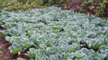Organik olarak yetiştirilmiş Karnabahar, Uttarakhand Hindistan tepelerinde Brassica oleracea. Himalaya bölgesi Kuzey Hindistan.