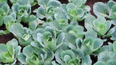 Organik olarak yetiştirilmiş Karnabahar, Uttarakhand Hindistan tepelerinde Brassica oleracea. Himalaya bölgesi Kuzey Hindistan.
