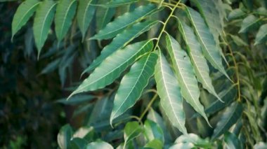 Hint leylağı yaprakları. Azadirachta indica (Neem, nimtree veya Hint leylağı olarak da bilinir), Meliaceae familyasından bir ağaçtır..